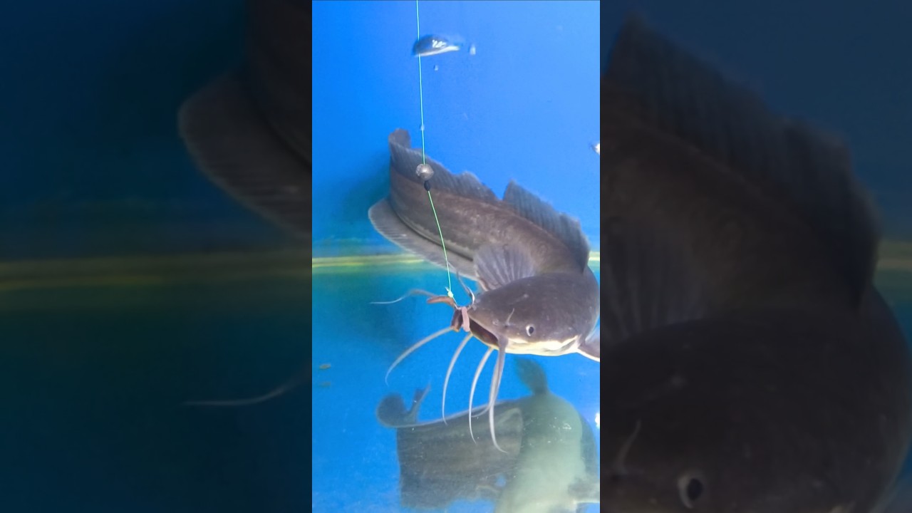 Ternyata Seperti Ini Ikan Lele Makan Umpan #shorts #mancing #umpanjitu