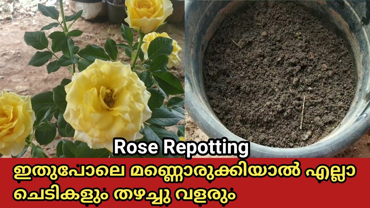 Rose Repotting | ഇതുപോലെ മണ്ണൊരുക്കിയാൽ എല്ലാ ചെടികളും തഴച്ചു വളരും. | SR Vlogs by Naji💕💕