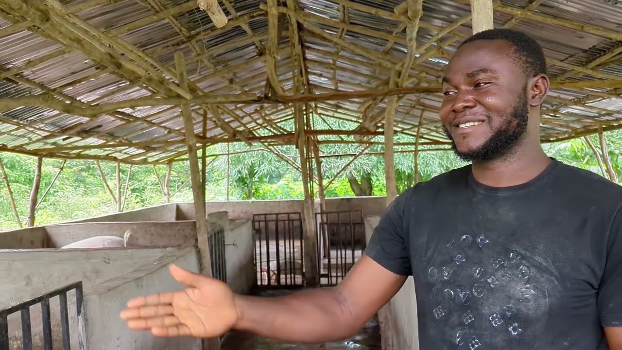 Pig Farming in Nigeria: My Experience to All