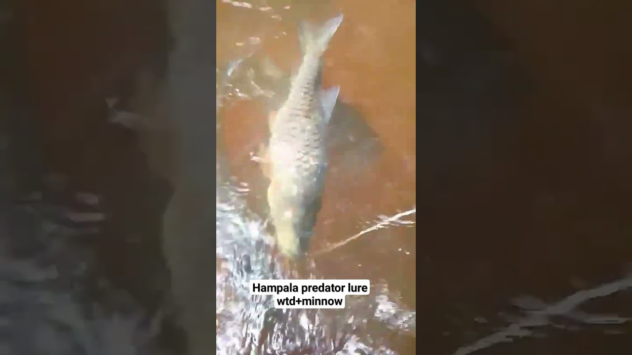 hampala predator lure minnow+lure wtd