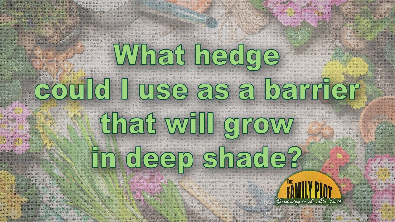 Is there a Hedge that will Actually Grow in Deep Shade?