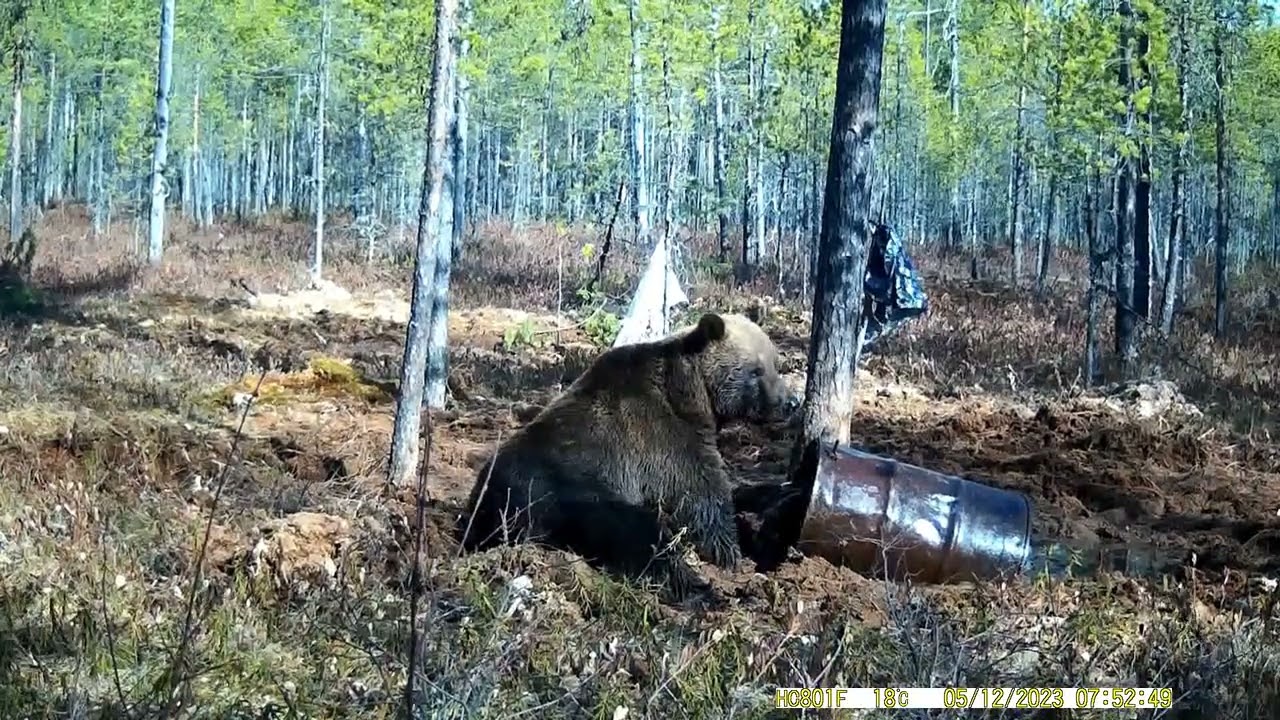 Охота на медведя весна 2023г.