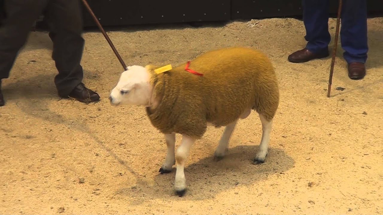 Scottish National Sale, Lanark 2013: Prices 8 000-20,000