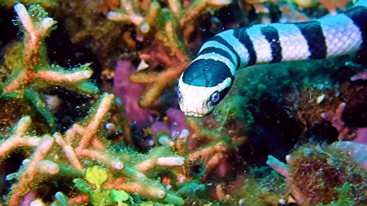 Weird MACRO Critter Muck Diving Highlights Video 2 Lembeh – 3rd Trip.