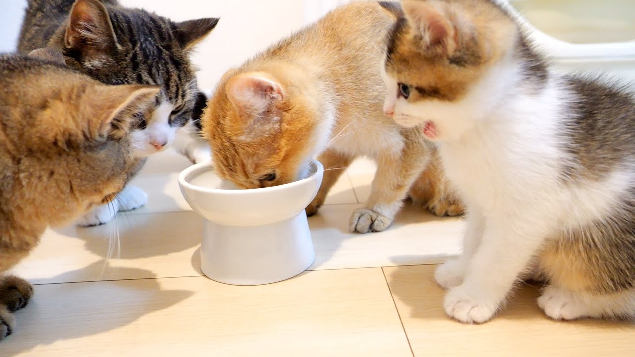Cat parent and child get along well and drink milk