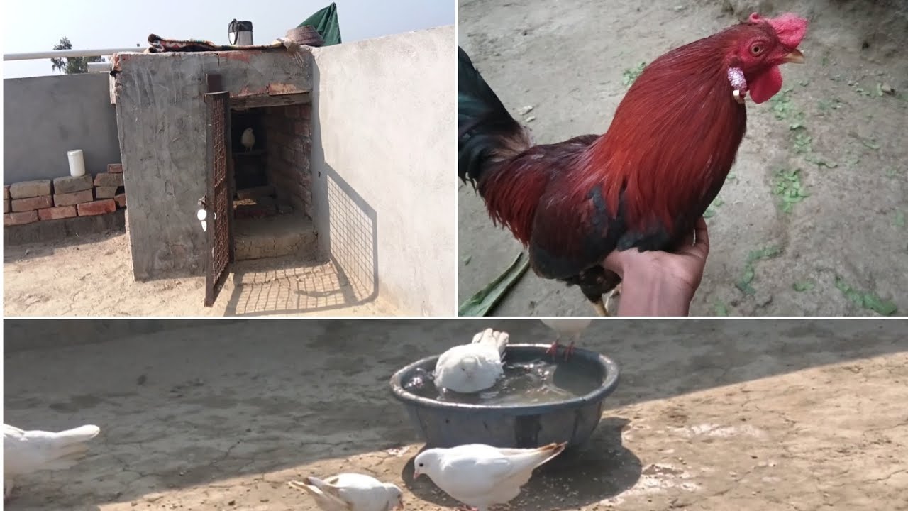 Arman bhukal#आज तो सारी कबूतर नालीये🕊️🕊️🐓🐓🐓