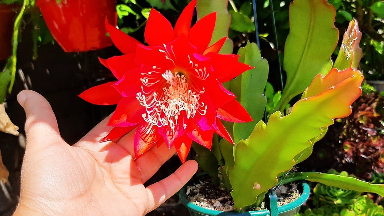 CACTO ORQUIDEA  Epiphyllum como ter sussesso no cultivo.