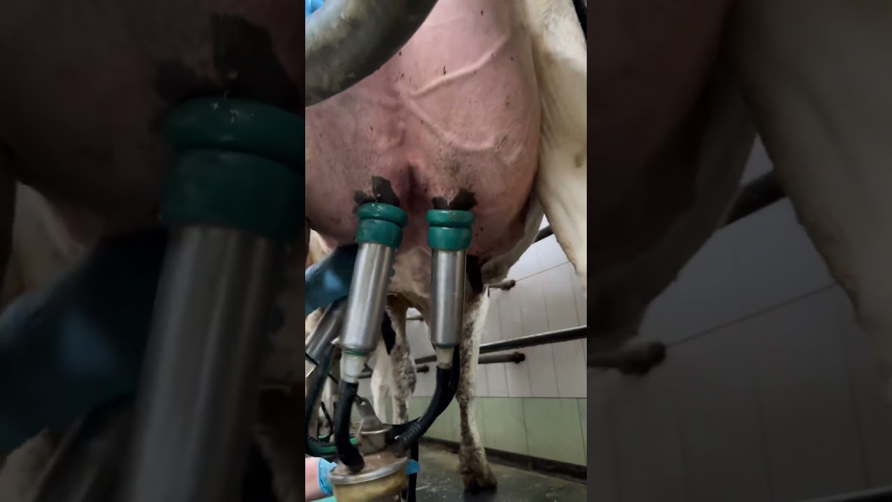 quickly connected the milking machine #milking