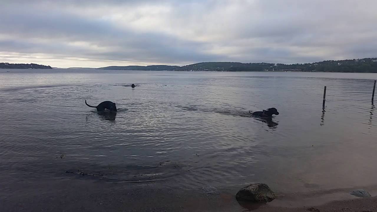 Erstavik 11 juni