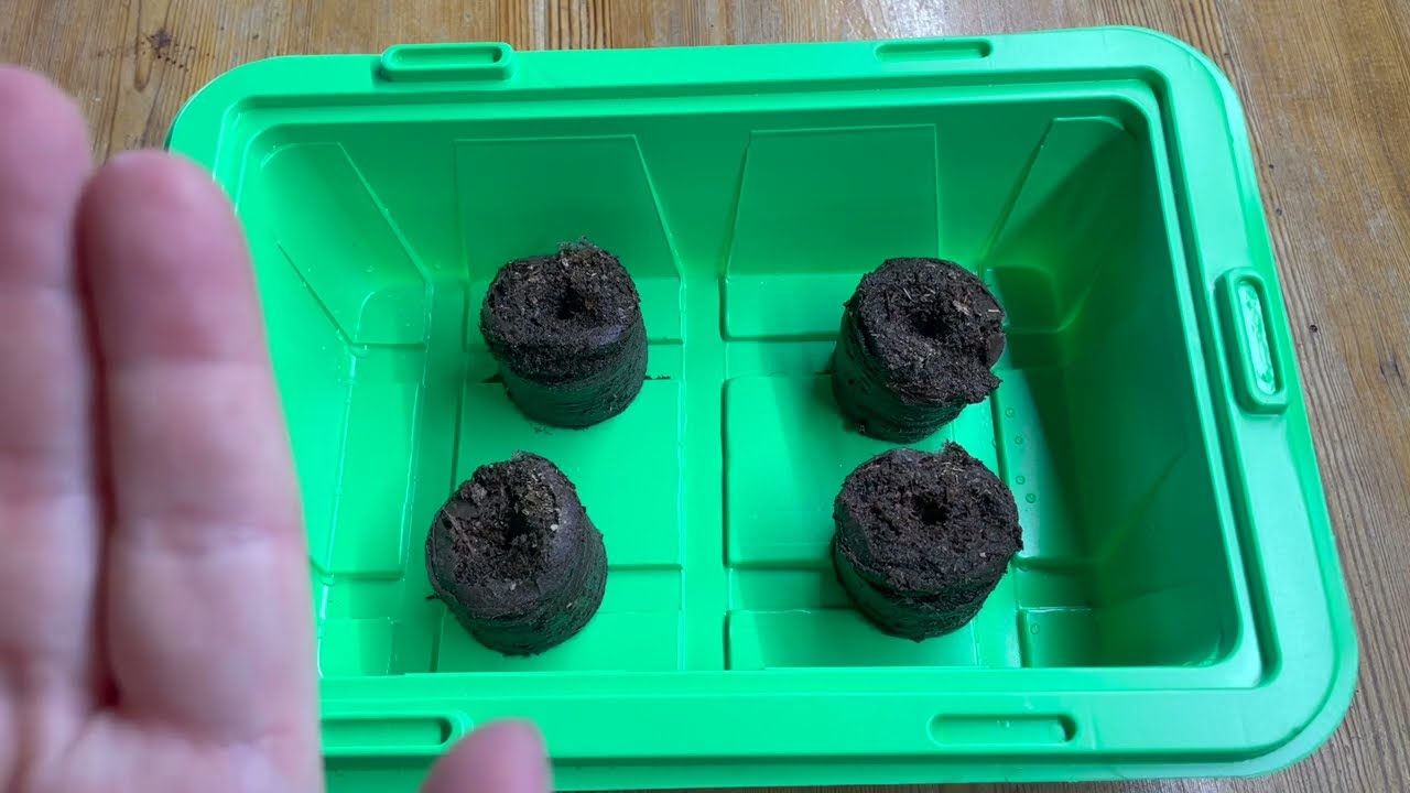 Odla med torvbriketter.