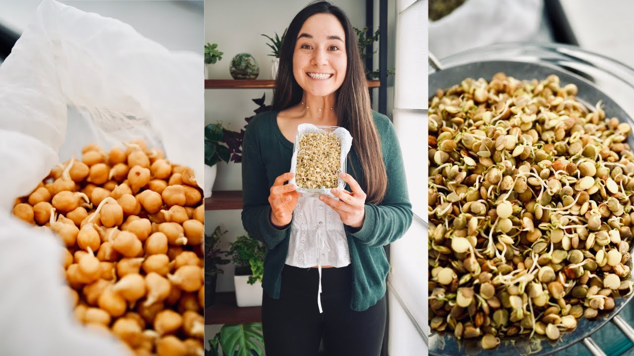 Mi experiencia germinando l Guía básica de cómo germinar l MACA BITES