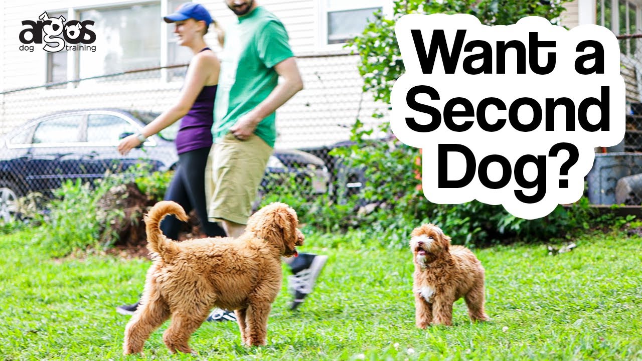 When's a Good Time to Get a Second Dog