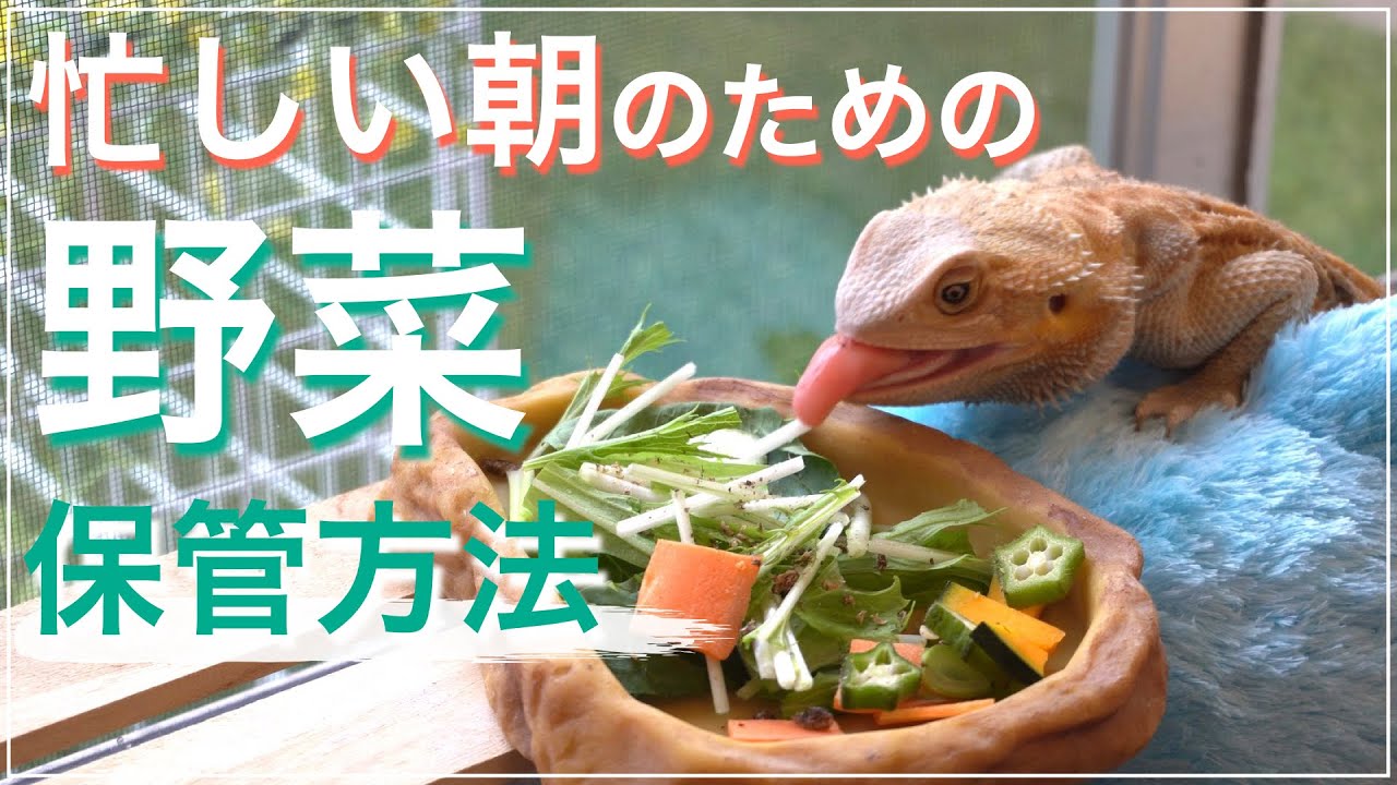 フトアゴヒゲトカゲたちの野菜は前日に仕込む！〜平日朝に一秒での長く寝たい人の動画😪〜