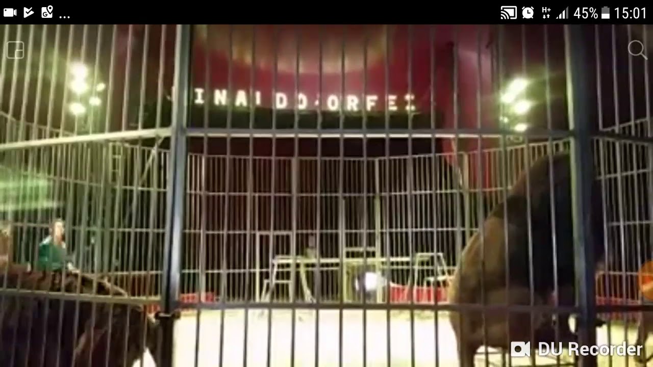 Leoni e Tigri - Giorgio Piazza - Circo Orfei 2014