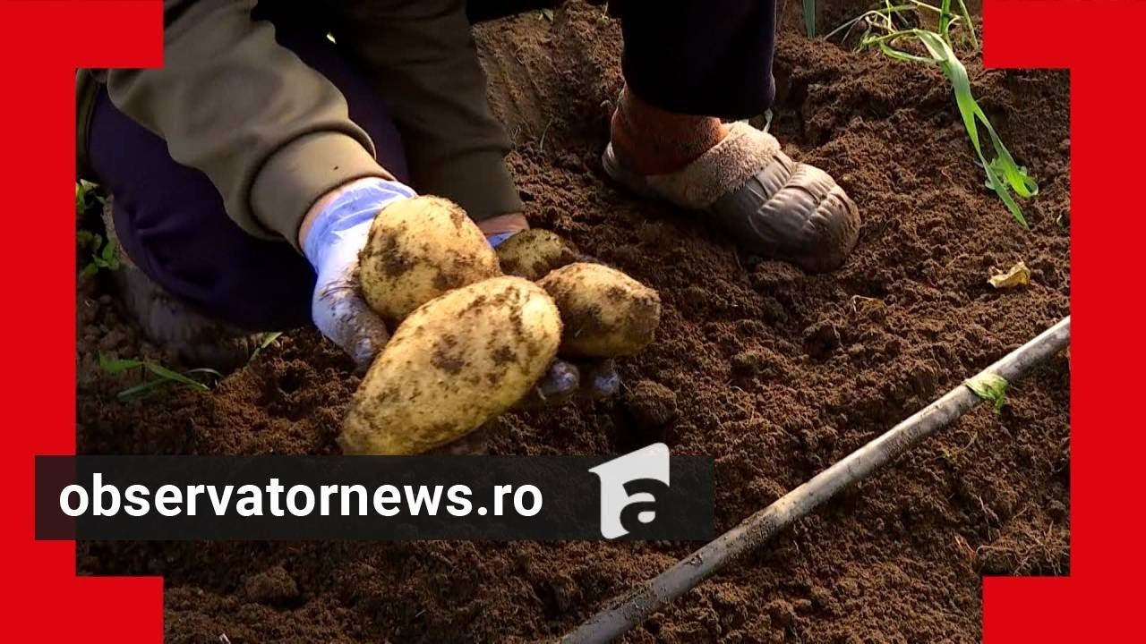 Au apărut primii cartofi noi româneşti, la un preţ de 3 ori mai mare decât cei vechi