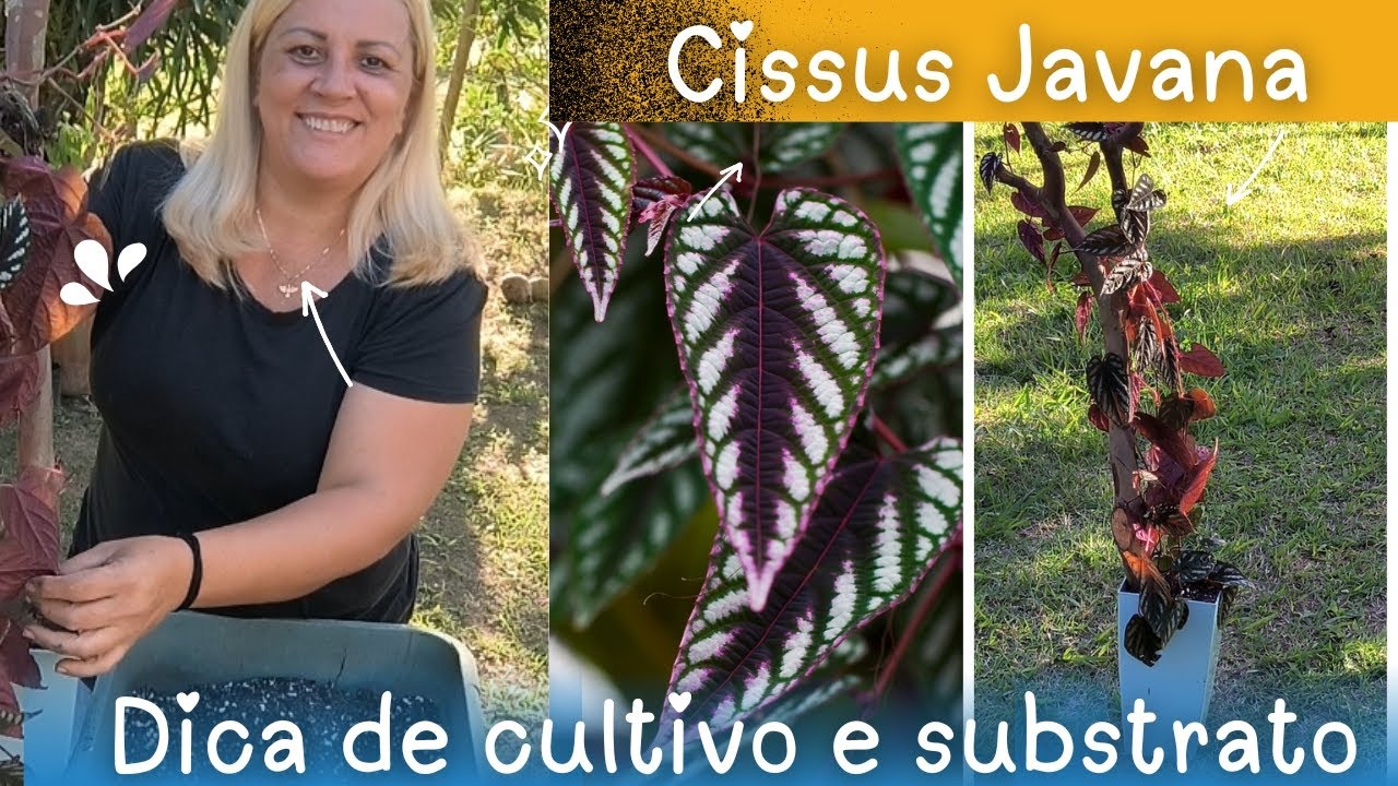 Cissus Javana,já viu essa planta?- se não conhece vem conhecer 😉