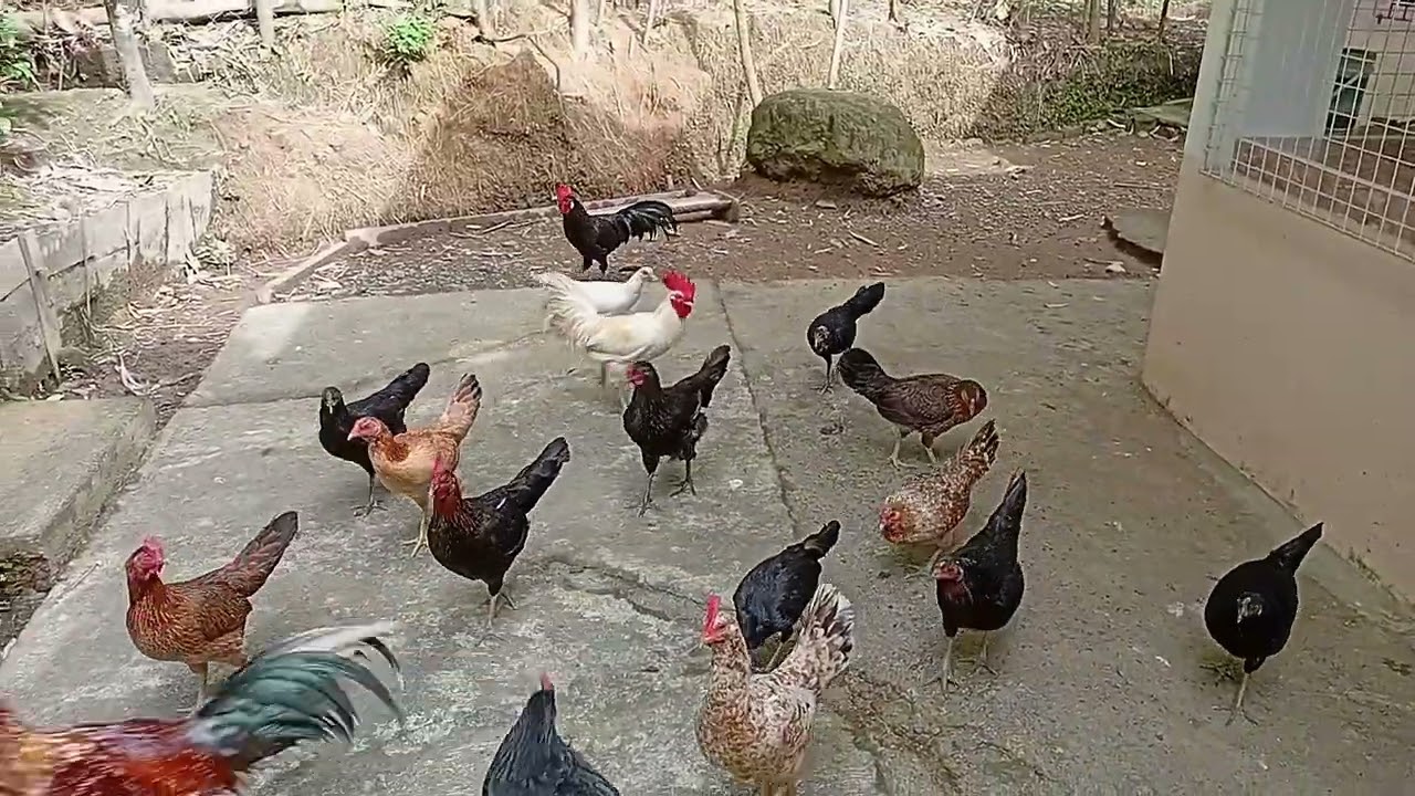 Tapos walis pakain sa alagang manok simpling buhay