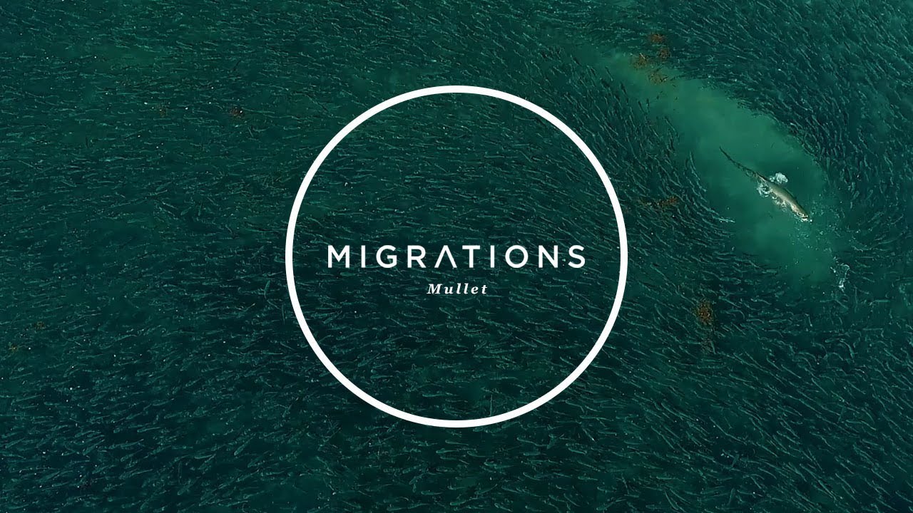 Migrations Part 3: Mullet Run