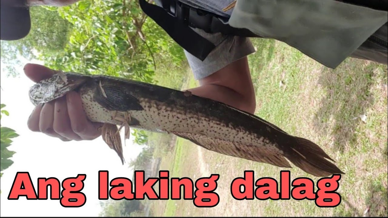 Naka dali ng malaking Dalag