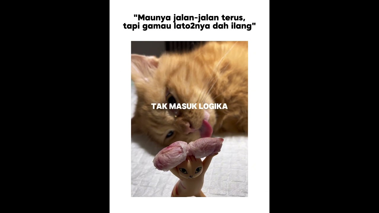 Tauk ahhh