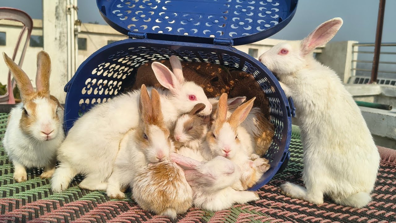 Rabbit vlog | Animal vlog | Pet vlog | Pets vlog | Rabbit bunny | Newborn rabbit | Animal | Khargosh