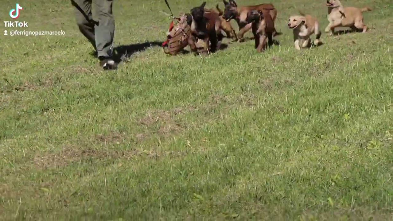 Trabajando cachorros Pastores Belga Malinois y Labradores Retriever. Marcelo Ferrigno Paz Kraft Can
