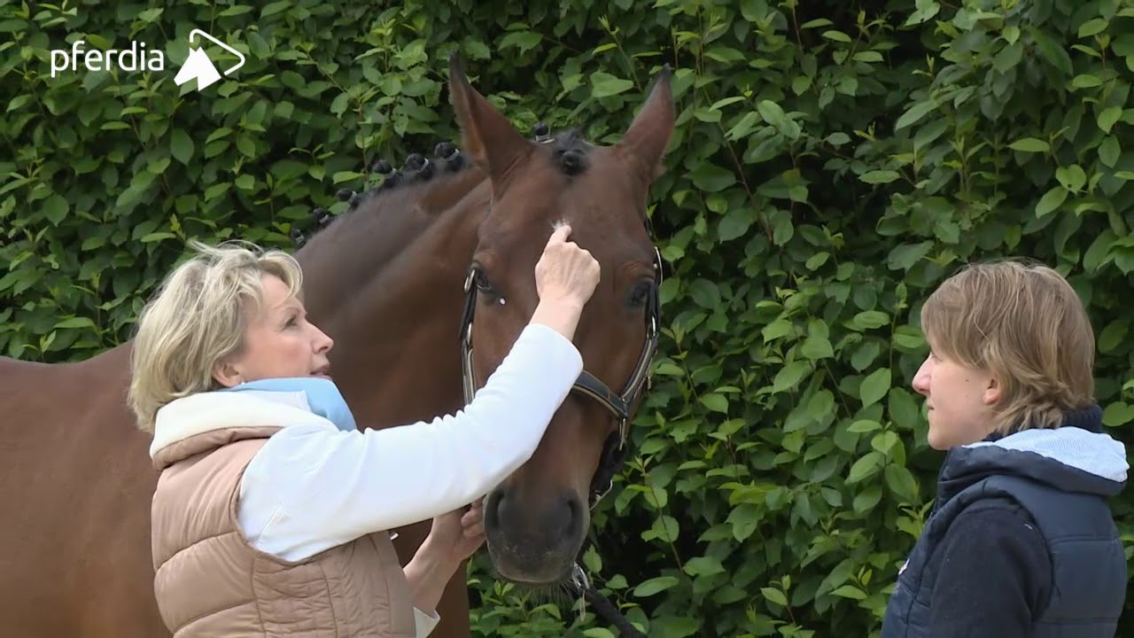 Acupressure for Horses