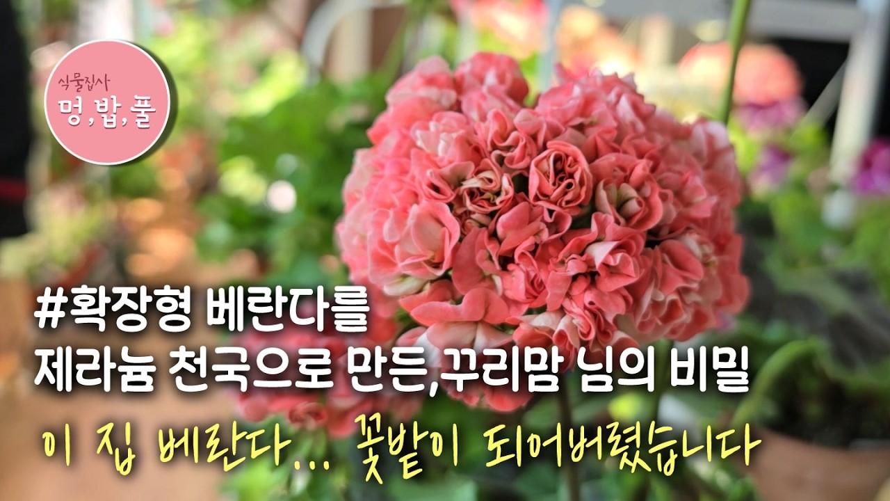 제라늄,확장형베란다제라늄 #꾸리맘님 #베란다꽃볼동동  #geranium #geraniumcuttings pelargonium #멍밥풀