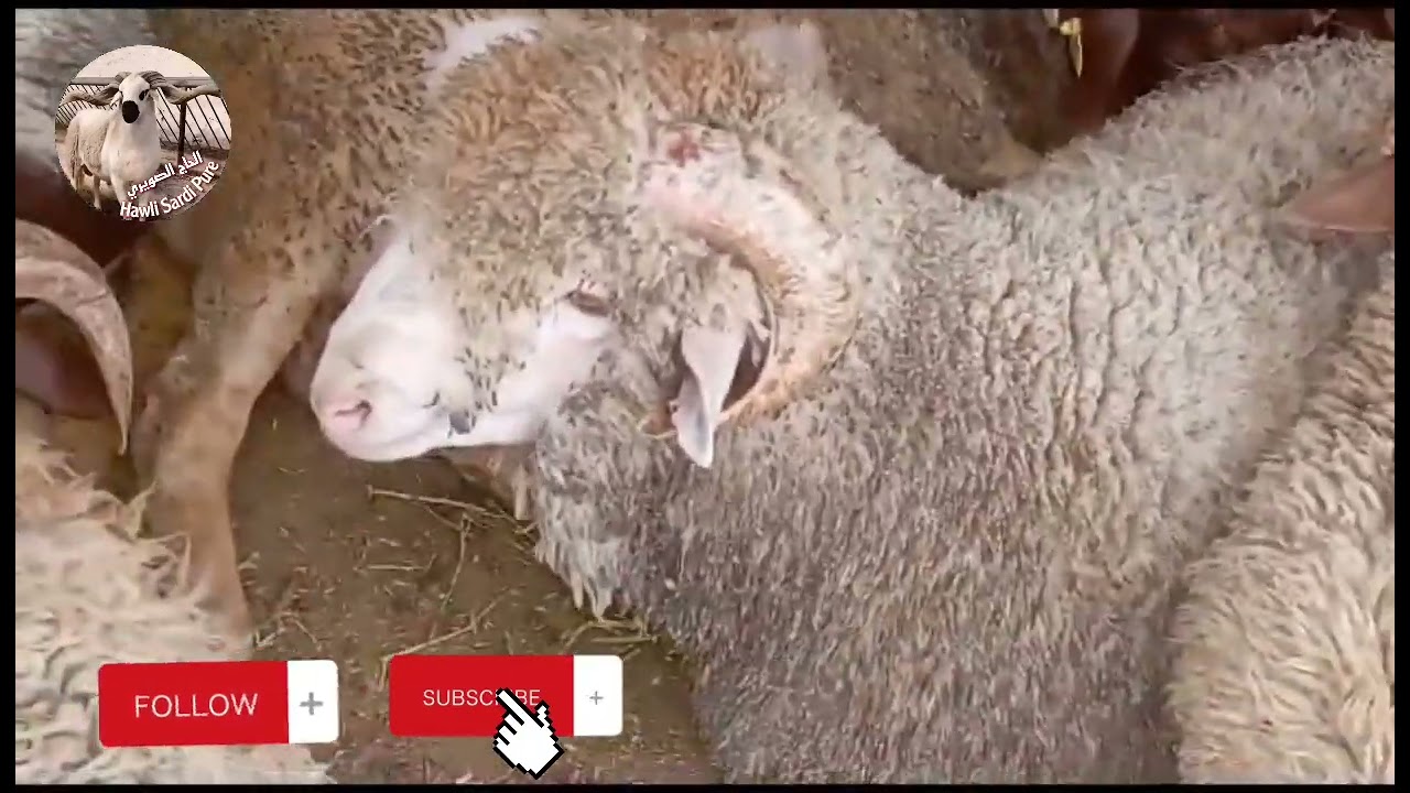 وصول الحولي الاسباني بمدينة مراكش