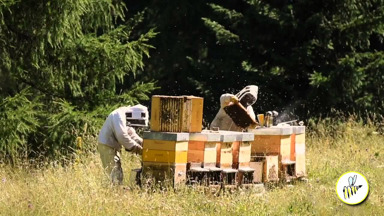 Il Miele Bio di Girba - Gli apiari dell'alta Valle di Susa: Lauzet256