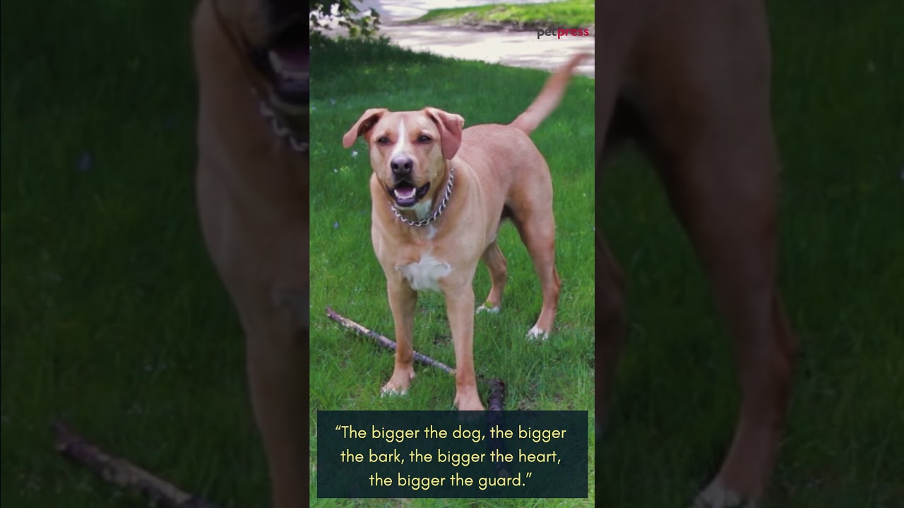 5 Inspiring for Big Dog Quotes to Embrace the Paw-sitivity