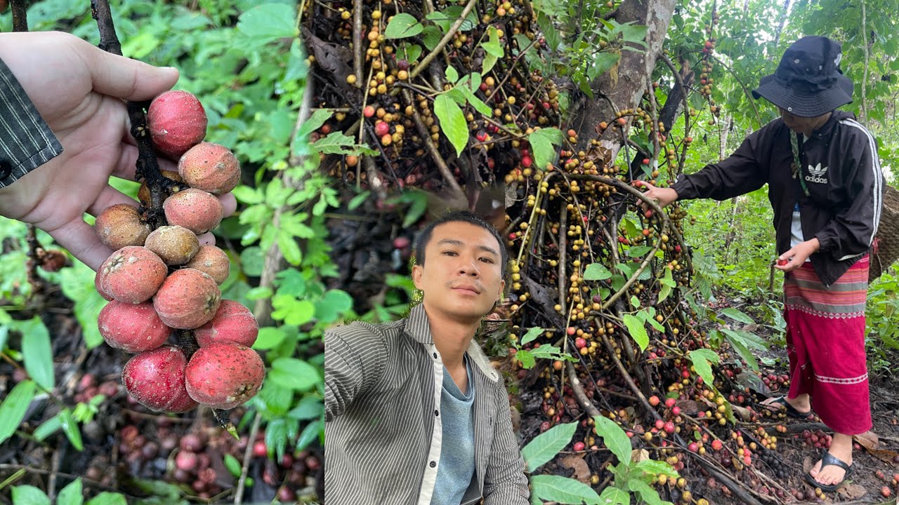 Delicious forest fruit near village 🌱🌱#fruits #vegetables #animals #delicious #myanmarfood #loveeati