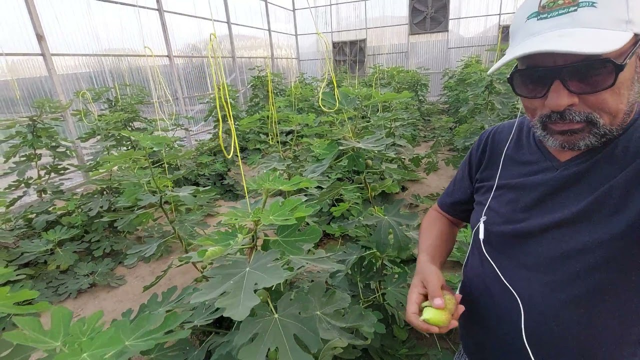 زراعة شجرة التين المباركة الصابرة  فى الحدائق والبيوت المحمية. زراعة رى تسميد مكافحة الأمراض.