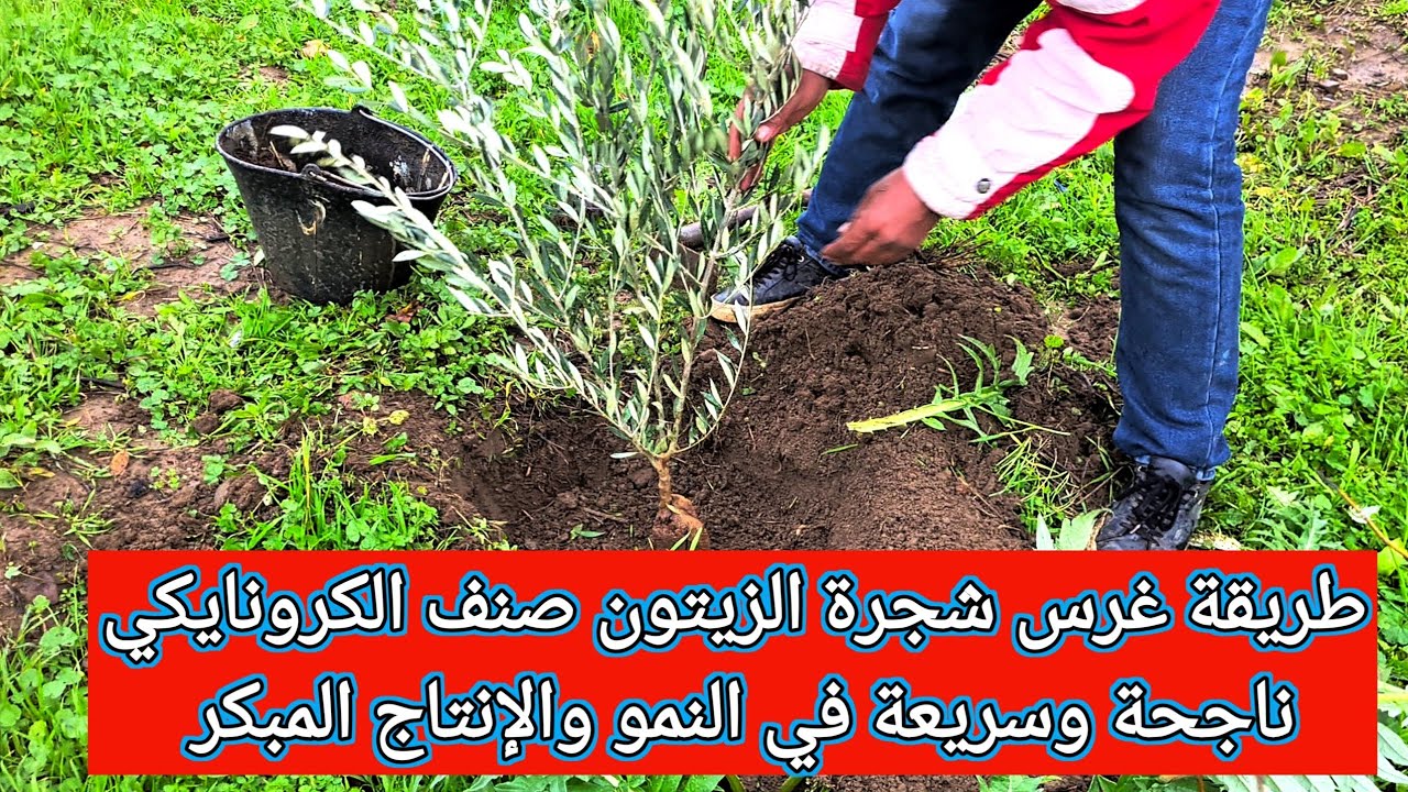 طريقة غرس شجرة زيتون صنف الكرونايكي وتسريع نموها وامتاجها المبكر