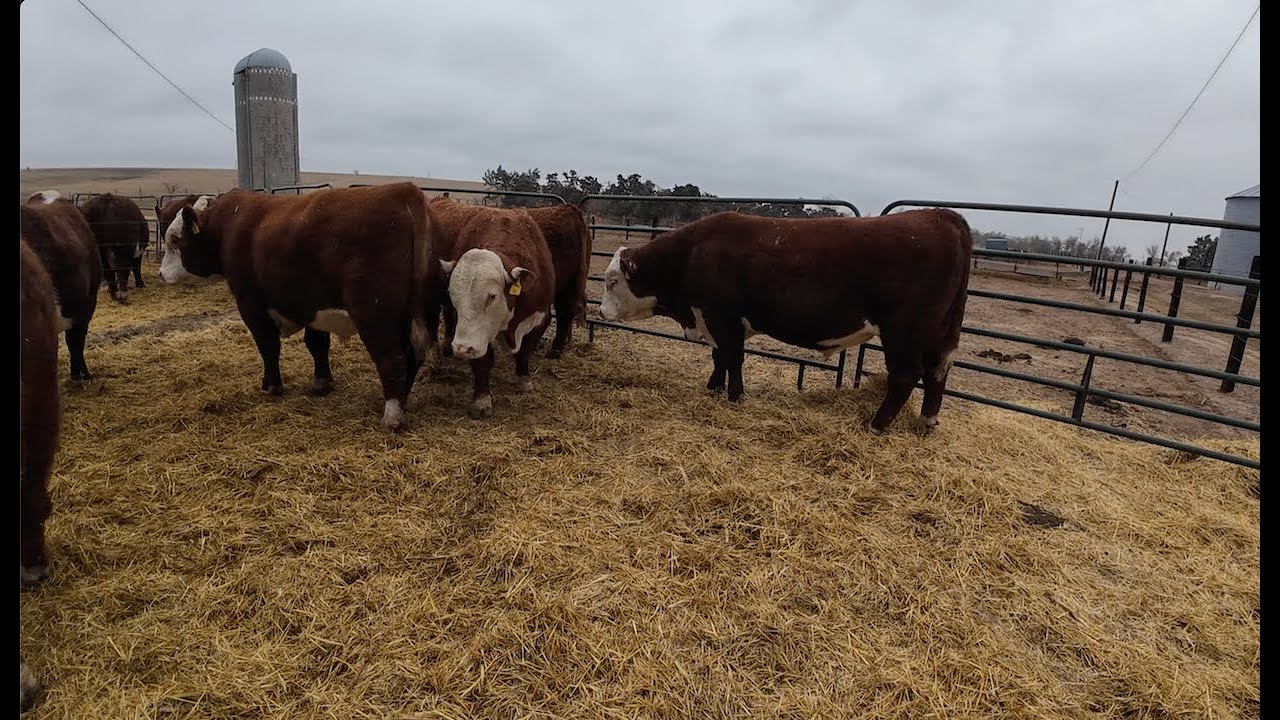 Bull Sale and Feeding Cattle