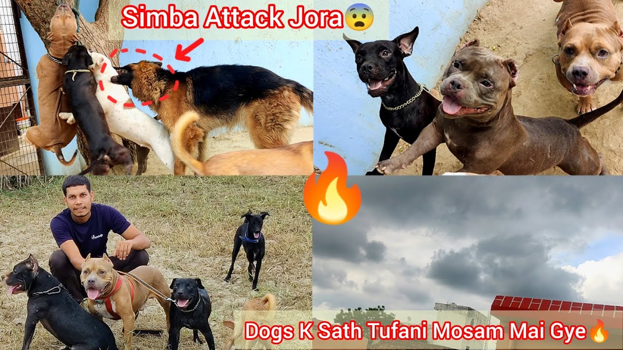 Tufani Mosam Mai Sb Dogs Ko Jungle M Le Gye🔥|| Simba Attack Jora 😰