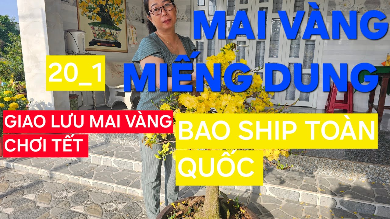 0366 048 123 MAI VÀNG MIẾNG DUNG GIAO LƯU MAI VÀNG CHƠI TẾT