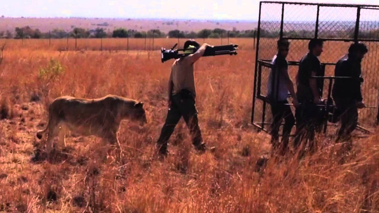 Filming On Set With A Pride of White Lions and Kevin Richardson, Lion Whisperer