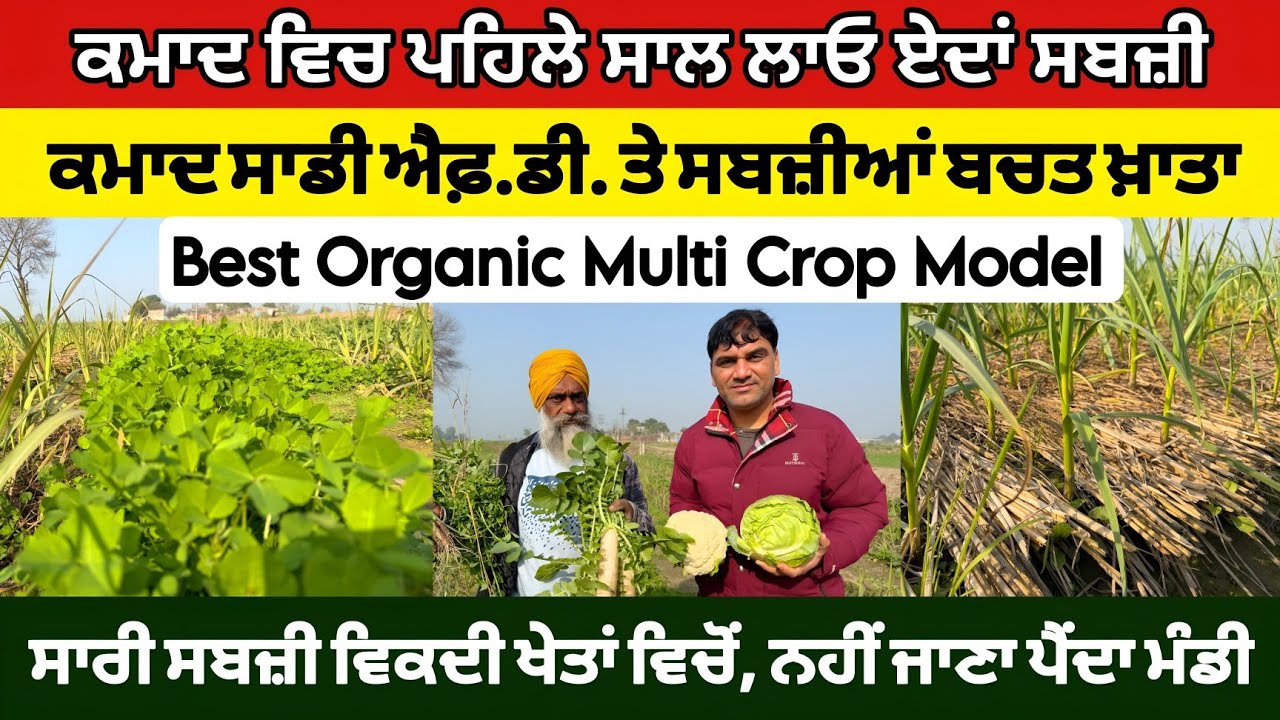 Best organic multi crop model। ਕਮਾਦ ਸਾਡੀ ਐਫ਼ ਡੀ ਤੇ ਸਬਜ਼ੀਆਂ ਬੱਚਤ ਖਾਤਾ। ਸਾਰੀ ਸਬਜ਼ੀ ਵਿਕਦੀ ਖੇਤਾਂ ਵਿੱਚੋਂ