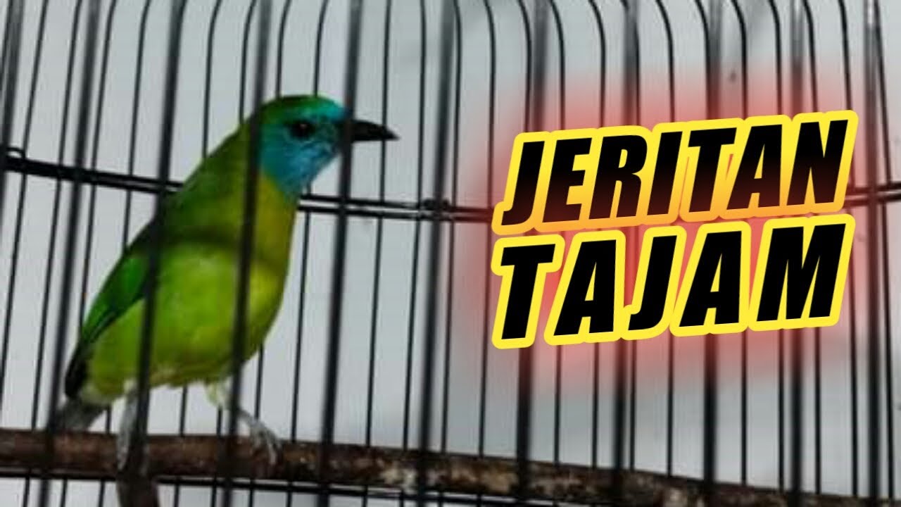 TEMBAKAN TAJAM CUCAK KINOI GACOR KESURUPAN AMPUH BUAT PANCINGAN