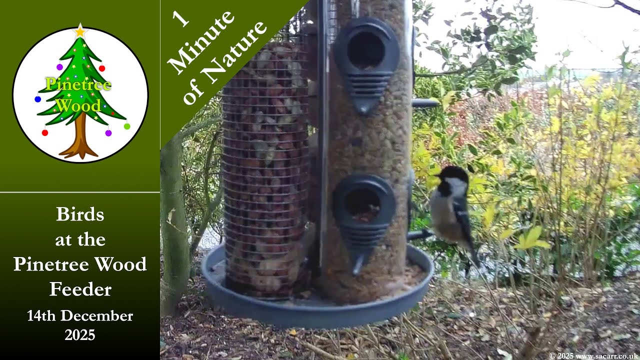 Robins Bluetits Marshtits at the Feeder in Pinetree Wood - Dec 14th 2025