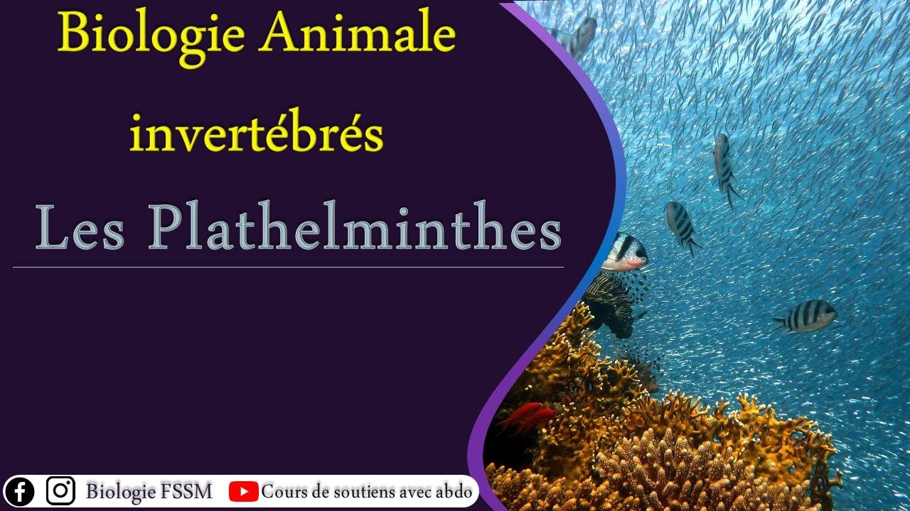 Biologie Animale des Invertébrés : Les Plathelminthes