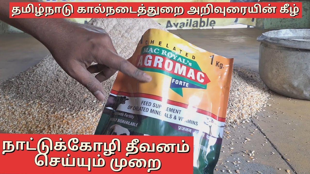 தமிழ்நாடு கால்நடைத்துறை அறிவுரையின் கீழ் நாட்டுக்கோழி தீவனம் செய்யும் முறை  # நாட்டுக்கோழி #தீவனம் 
