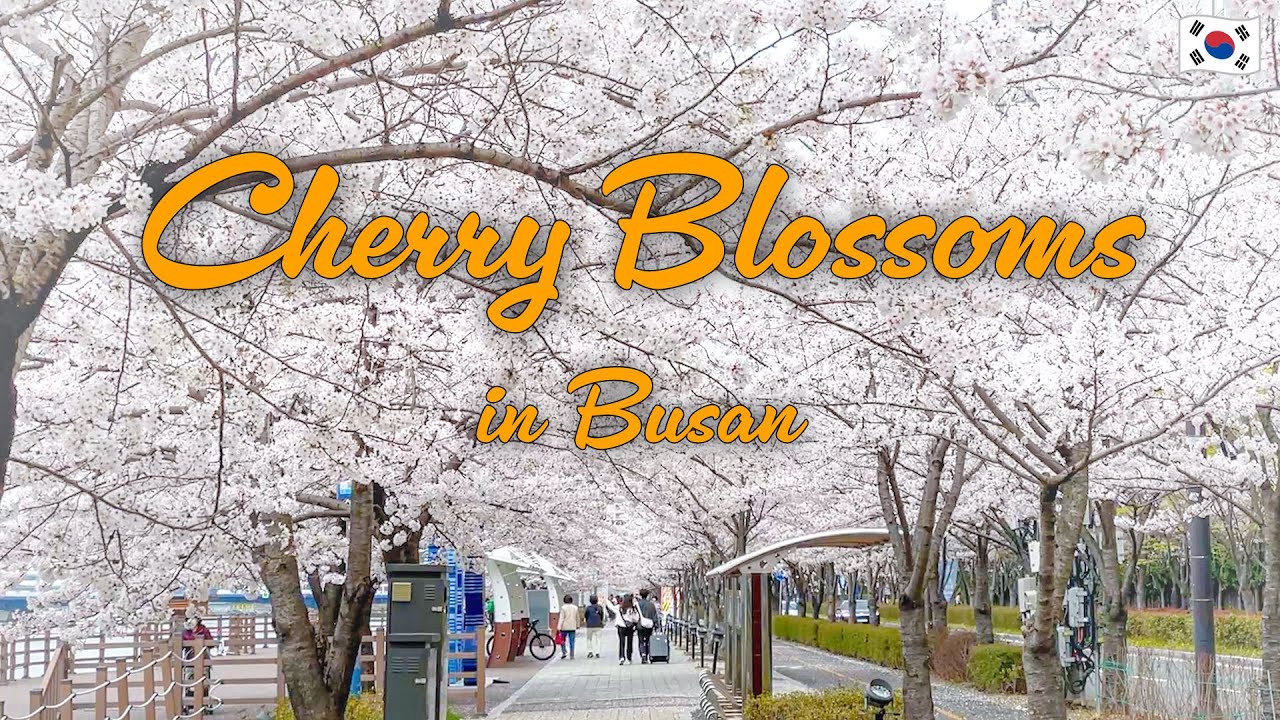 Cherry blossom spots in Busan, Korea | Your Korea Friend