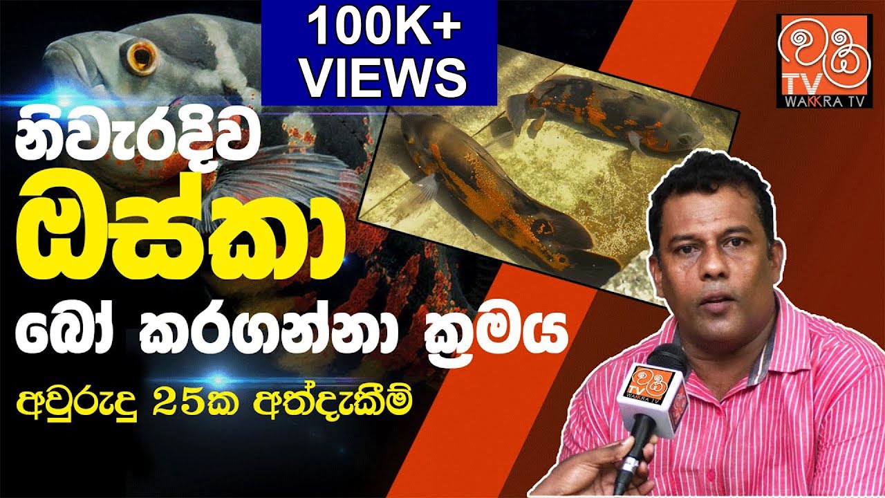ඔස්කා අභිජනනය කරන නිවැරදි ක්‍රමය | How to breed Oscar fish.