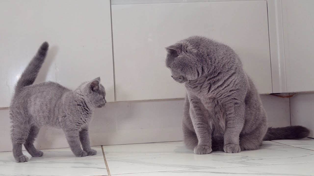 Uncle Cat Meets Nephew Kitten For The First time.