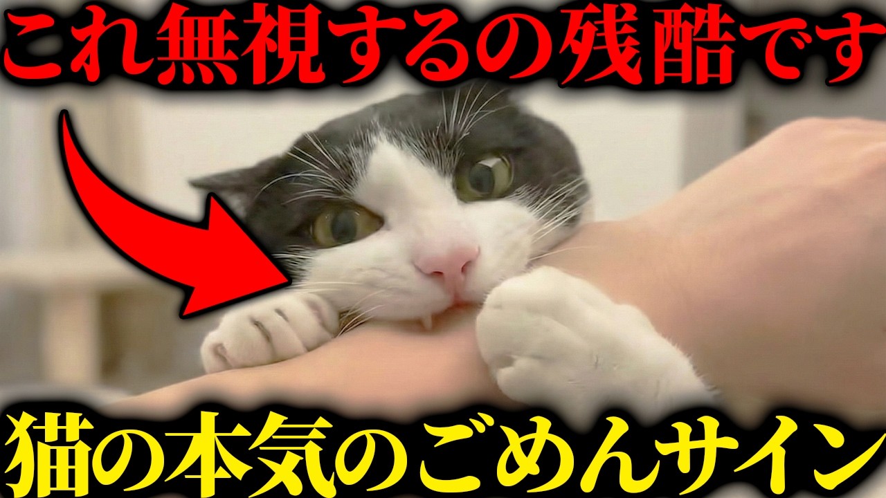 【99%が知らない】実はこれ「謝罪」です。猫が本気で反省している時に見せる意外なサインとNG行動