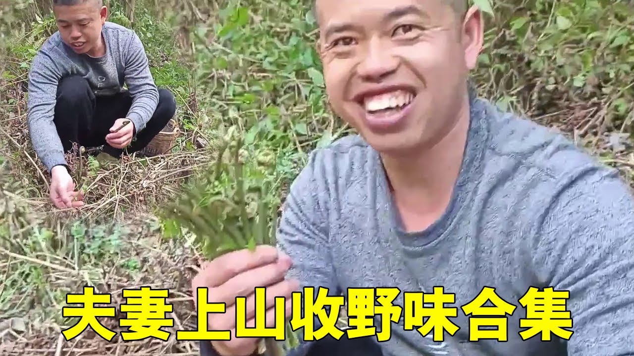 老羅小曾上山合輯！ 天氣回溫，山裡的野味開始猛長，夫妻趕緊上山收！ 【侗家老羅】