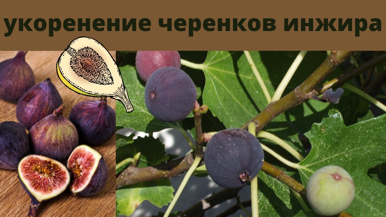 как легко и качественно укоренить инжир
