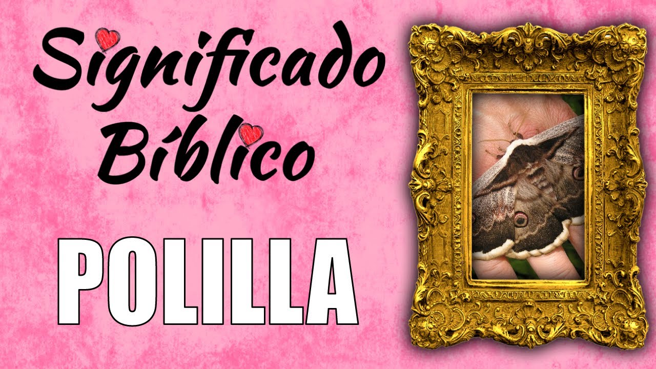 Polilla Significado Bíblico | ¿Qué Significa Polilla en la Biblia? 🙏